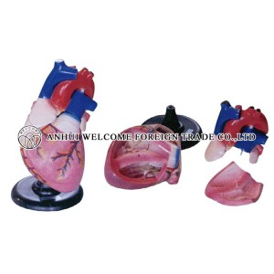 AH936 Expansion Model of Heart Dissection 4 Parts